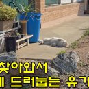 매일 찾아와서 문앞에 드러눕는 유기묘 이미지