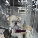 아산아이윌24시동물메디컬센터 | 아산 아이윌24시 동물메디컬센터 수술후기