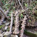 산골버섯 이미지