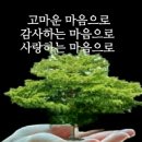 꽃봉우리