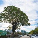큰나무 이미지