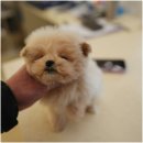 버블퍼피 이미지