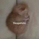 (주)조은레드 | 11월:) 삶은 무료니까 재밋어지려면 유료결제해야만헤...