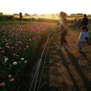 하늘공원 이미지