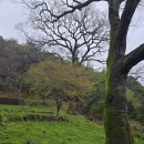 국도19호선 | 백화정 조선시대 정자 외치마을 농부네 앞 90⁰ 회전하는 도로에 반사경 거울 설치