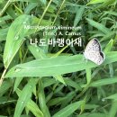 나도바랭이새 생약명 마당(馬唐) 이미지