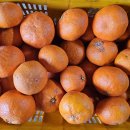 중대농장2 이미지