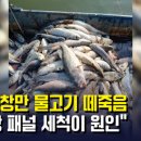 해창만개발