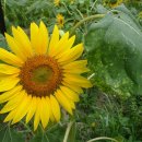 봉대마을 이미지