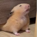 닭터