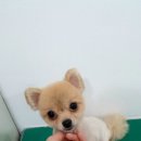 아름동물병원 이미지