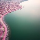 광주시민햇빛발전소2호 | 운천저수지 벚꽃 지금 꼭 가봐야 할 광주 최고의 봄 데이트 명소 실시간 상황