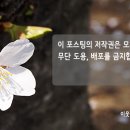 베르디플라워