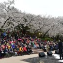 안산벚꽃음악회 이미지