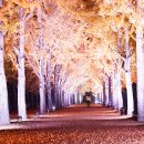 새벽-숲 이미지