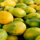 PAPAYA 이미지