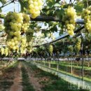 봉도농장 이미지