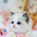 강남고양이분양 스타돌스 이미지