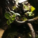 피커스 '<b>피커스</b> 발로사' 정글플랜츠(1)