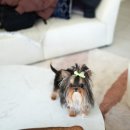 퍼피데일리 이미지