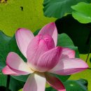 삼지수변공원 이미지