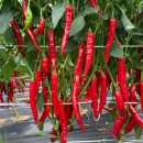 삼성농약사 | 2023년 추천품종시리즈 #1 TAP대풍 고추