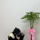 리본발레학원 이미지