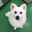 용인시 동물보호센터 이미지