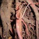 지치의 효능 및 복용 방법 이미지