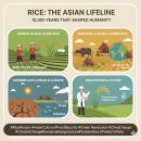 옥토환경개발 | 🍚The Asian Lifeline (Rice) - 동양의 정신과 생명