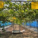 하우스농장 이미지