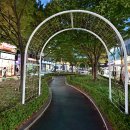 장미의거리4 이미지