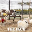 덕암야구장 더팩트