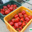 서경석농장 이미지