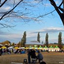 (주)은행나무 | 가을 단풍 명소 여행지 추천 &#39;여주강천섬&#39; 은행나무길 10월 마지막 주 방문 후기