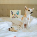 하이원펫클럽 이미지