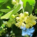 사진첩＞ 서양종 보리수 Lime Tree, Linden 이미지