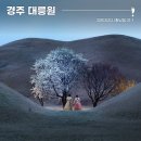 벚꽃다례 이미지