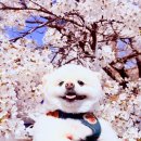 감탄푸드 | 가평 에덴벚꽃길 벚꽃축제 실시간 만개 후기 반려견 동반·푸드존 꿀팁 총정리