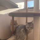 에어묘앤비 | 중구 성동구 광진구 자양동 군자동 구의동 서울숲 장한평 고양이호텔 에어묘앤비 - 대추&amp;후추