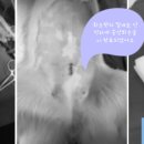 이루다 동물메디컬센터 이미지