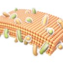 우후죽순 이미지