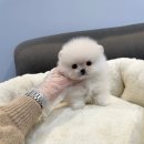펫샵 네이버블로그