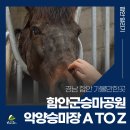 악양 승마장 | 경남 함안 가볼만한곳 함안군승마공원 악양승마장 A TO Z 살펴보기! [함안군승마공원]