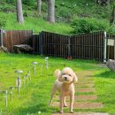 양평소나무펜션 이미지