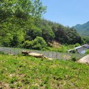 산지송이