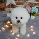 쭈 애견미용 이미지