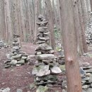 상관편백숲길 이미지