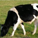 적성축산 이미지