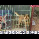 위딘과 금이 이미지